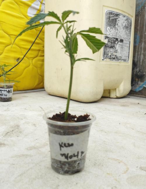 Keso (London Cheese BSF x Sativa Colombi. Week 1