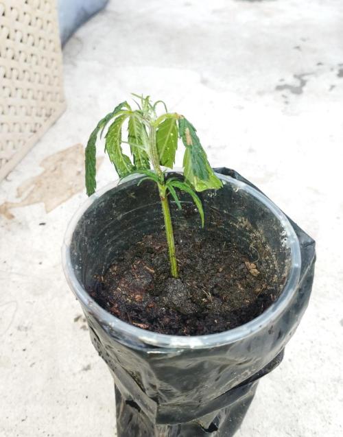 Keso (London Cheese BSF x Sativa Colombi. Week 1