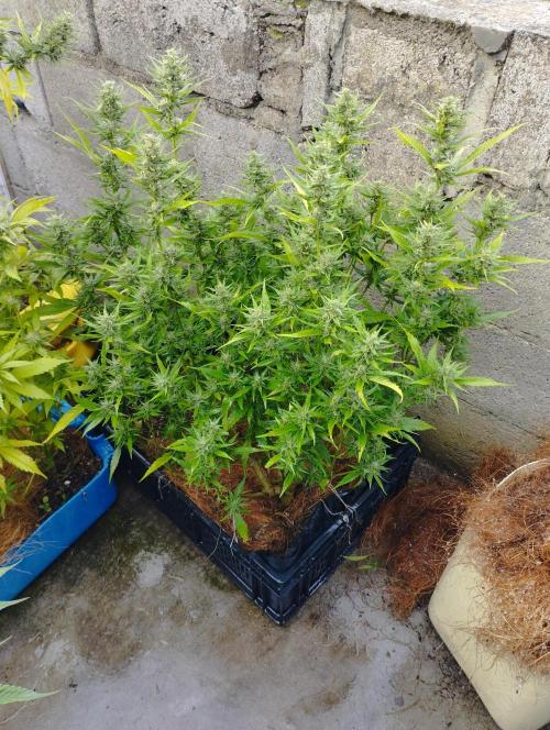 Keso (London Cheese BSF x Sativa Colombi. Week 1