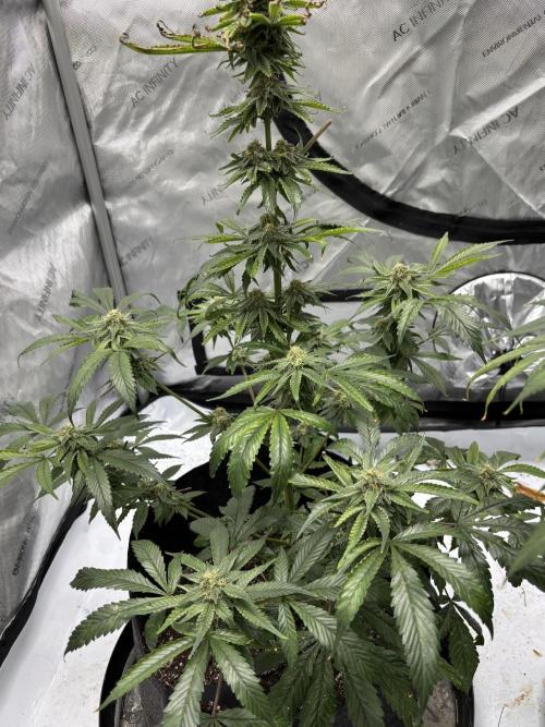 Nuclear forest and dirty mimosa. Week 14