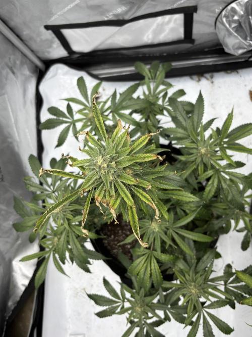 Nuclear forest and dirty mimosa. Week 14