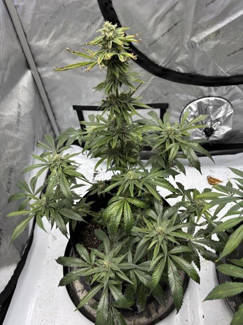 Nuclear forest and dirty mimosa. Week 14