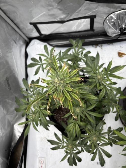 Nuclear forest and dirty mimosa. Week 14