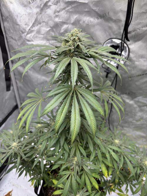 Nuclear forest and dirty mimosa. Week 14