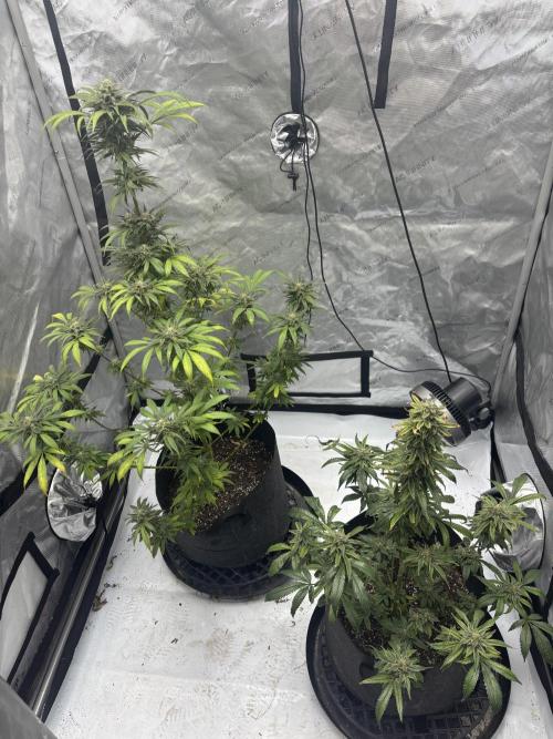 Nuclear forest and dirty mimosa. Week 15