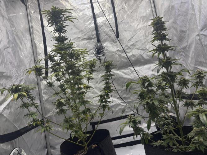 Nuclear forest and dirty mimosa. Week 15