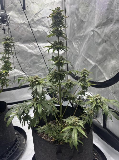 Nuclear forest and dirty mimosa. Week 15