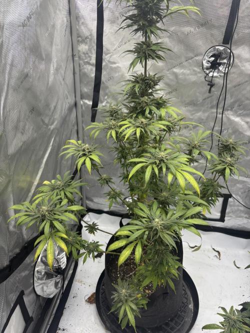 Nuclear forest and dirty mimosa. Week 15