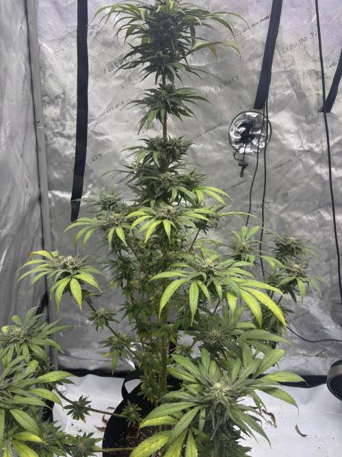 Nuclear forest and dirty mimosa. Week 15