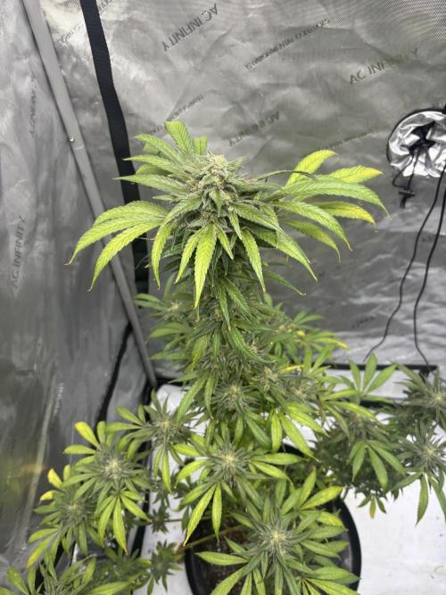 Nuclear forest and dirty mimosa. Week 15