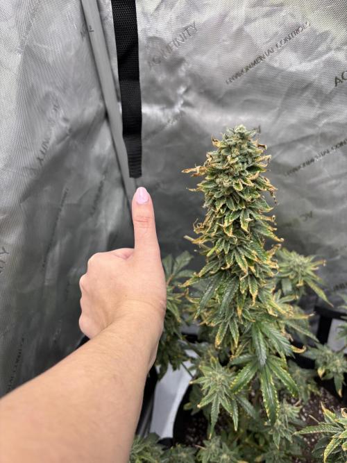 Nuclear forest and dirty mimosa. Week 16