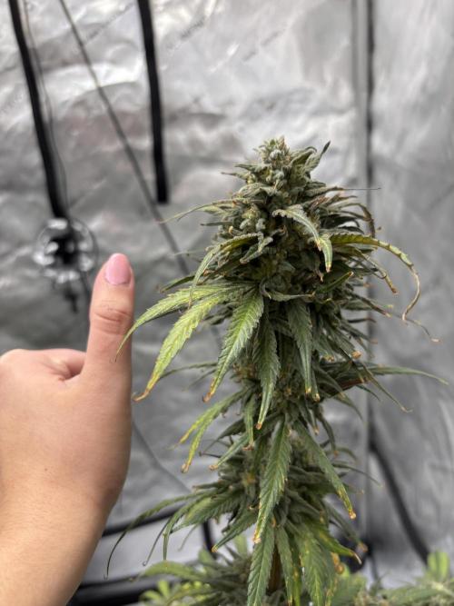 Nuclear forest and dirty mimosa. Week 16