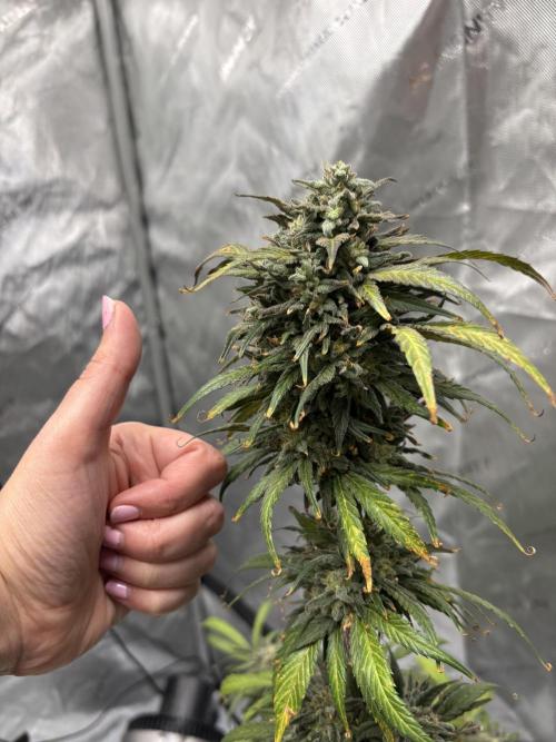 Nuclear forest and dirty mimosa. Week 16