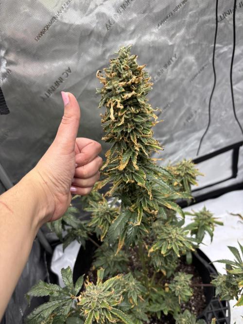 Nuclear forest and dirty mimosa. Week 16