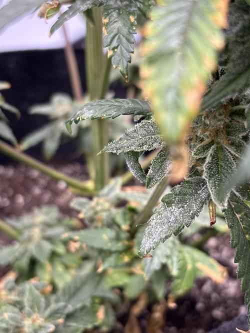 Nuclear forest and dirty mimosa. Week 16