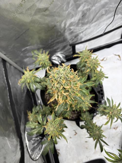 Nuclear forest and dirty mimosa. Week 17