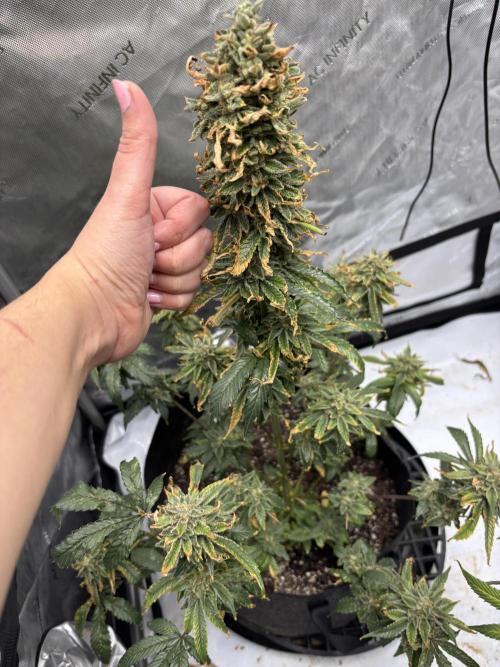 Nuclear forest and dirty mimosa. Week 17