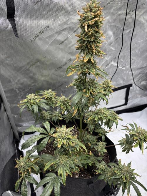 Nuclear forest and dirty mimosa. Week 17