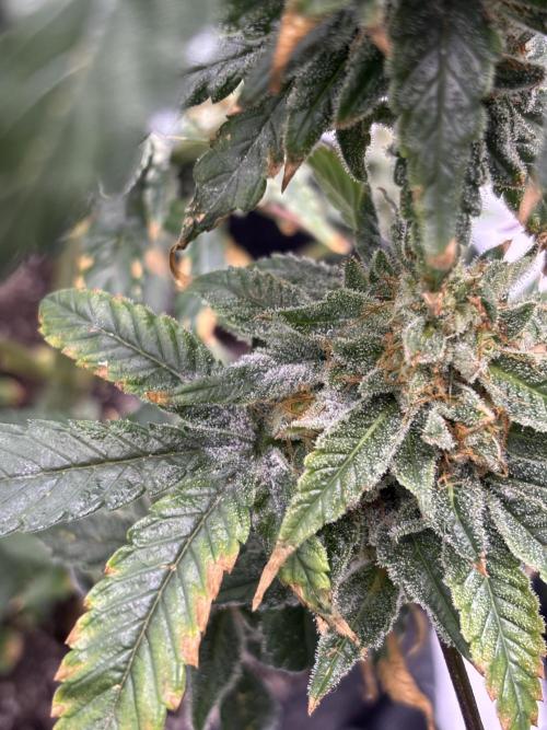 Nuclear forest and dirty mimosa. Week 17