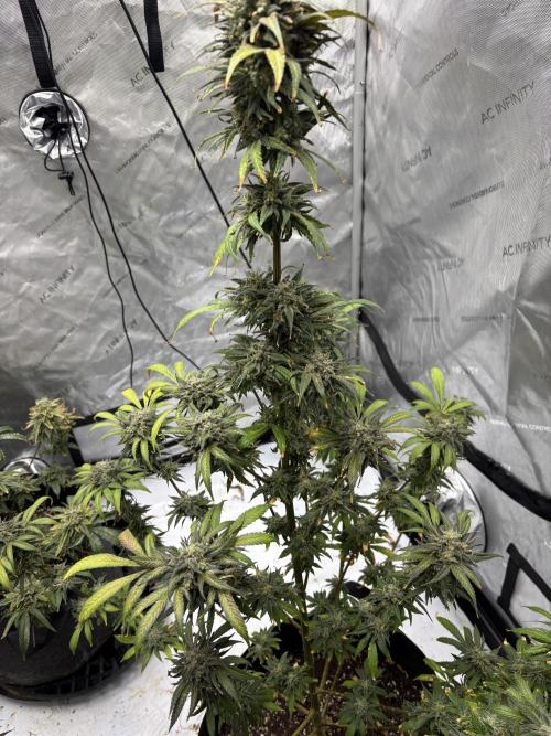 Nuclear forest and dirty mimosa. Week 17