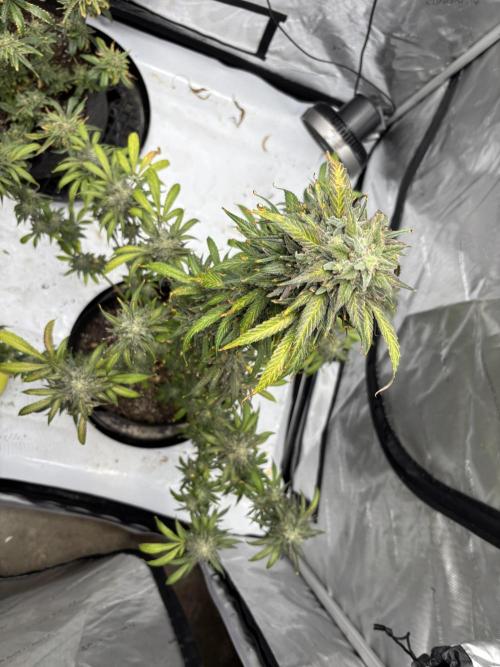 Nuclear forest and dirty mimosa. Week 17