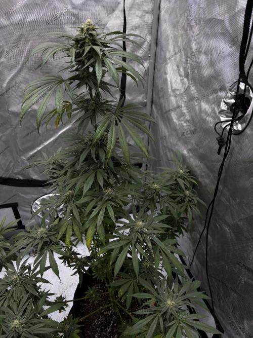 Nuclear forest and dirty mimosa. Week 17