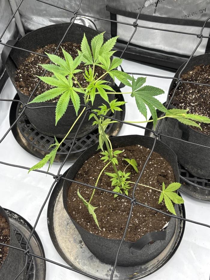 Apple Blossom. Week 5