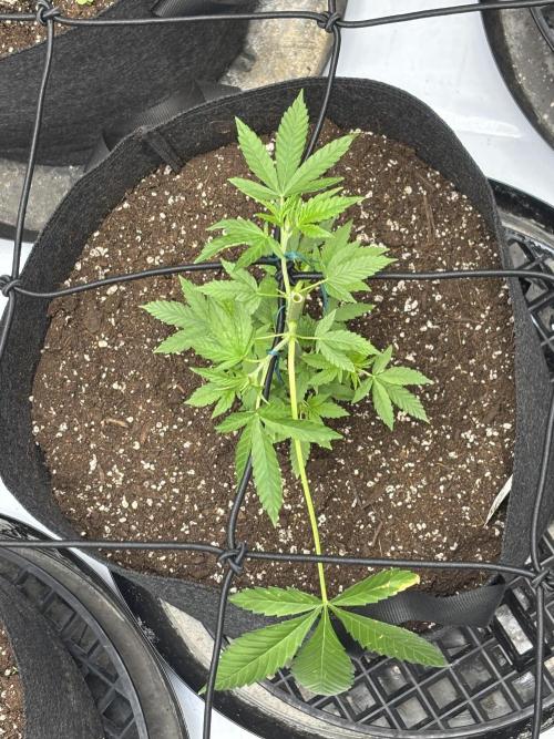 Apple Blossom. Week 6