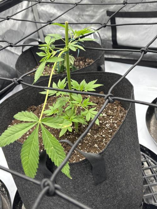 Apple Blossom. Week 6