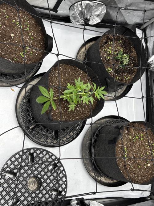 Apple Blossom. Week 6