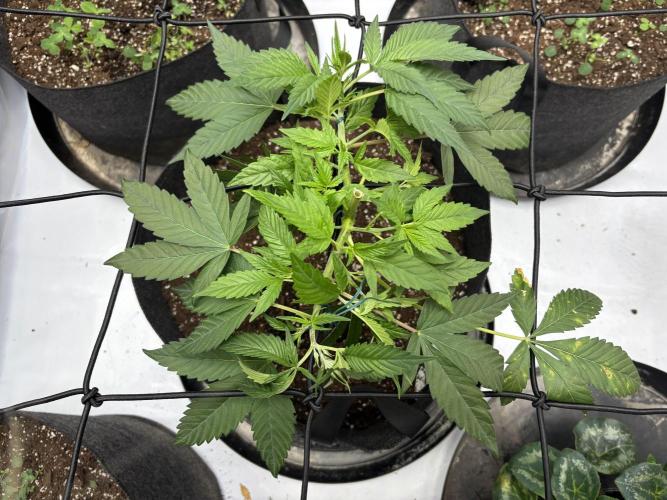 Apple Blossom. Week 7