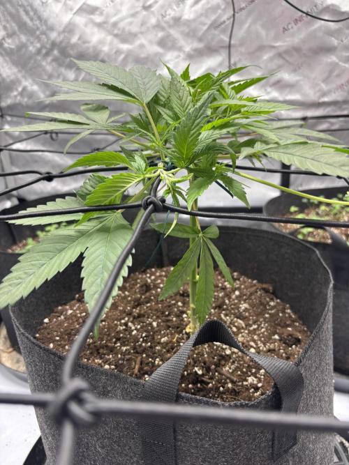 Apple Blossom. Week 7