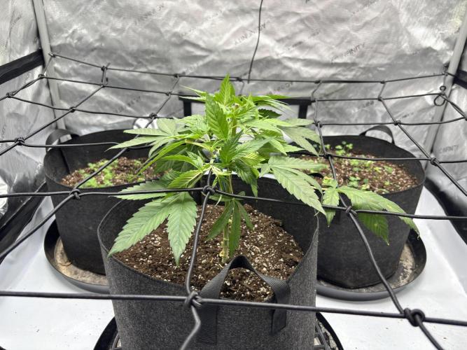 Apple Blossom. Week 7