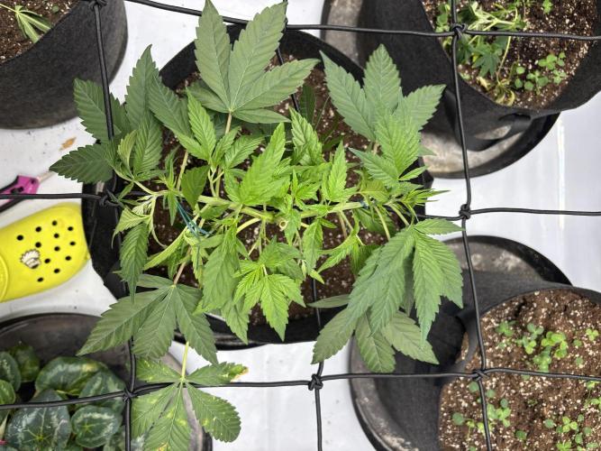 Apple Blossom. Week 7