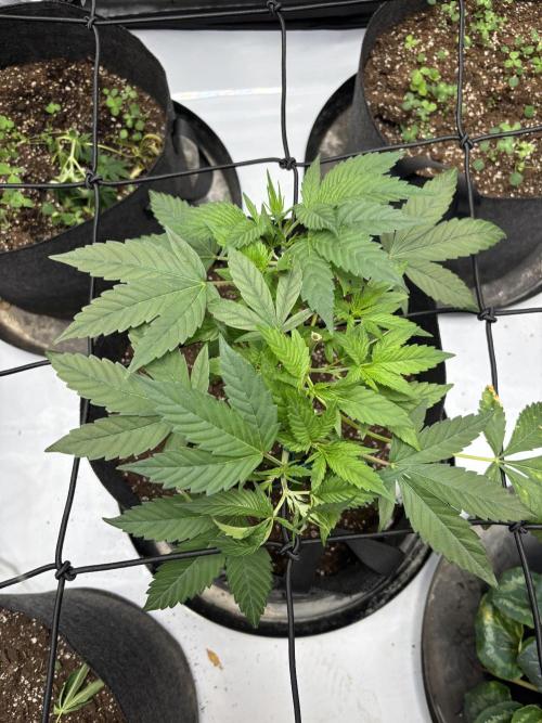 Apple Blossom. Week 7