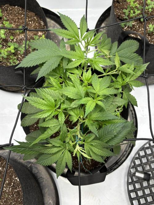 Apple Blossom. Week 8