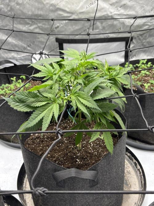 Apple Blossom. Week 8