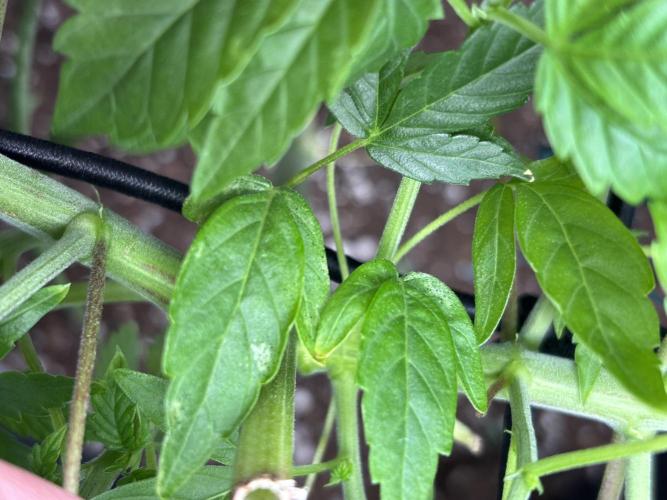 Apple Blossom. Week 8