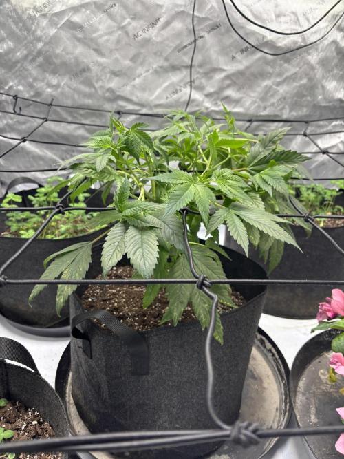 Apple Blossom. Week 9