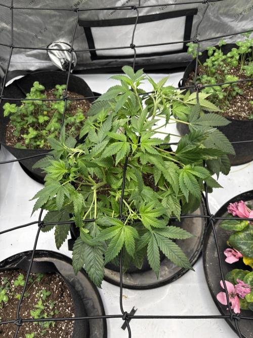 Apple Blossom. Week 9