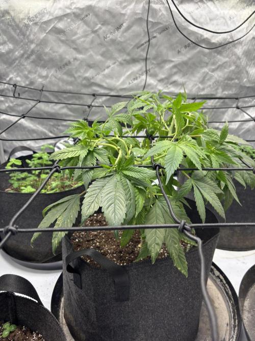 Apple Blossom. Week 9