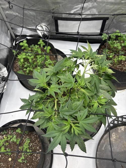 Apple Blossom. Week 10