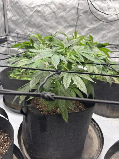 Apple Blossom. Week 10