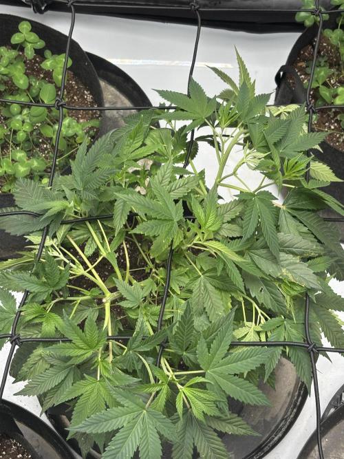 Apple Blossom. Week 10