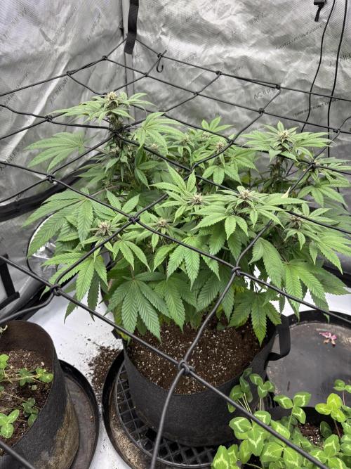 Apple Blossom. Week 14