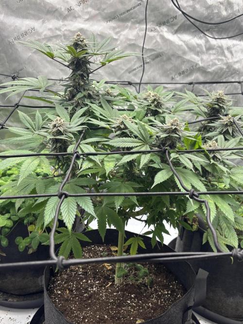 Apple Blossom. Week 16