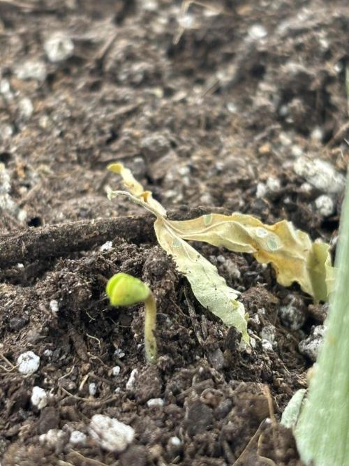 Spring ‘26. Week 0 - Dirty Mimosa
