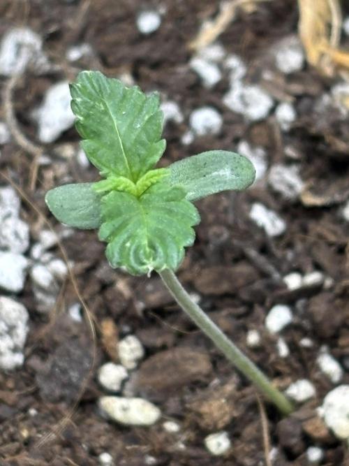 Spring ‘26. Week 0 - dirty mimosa
