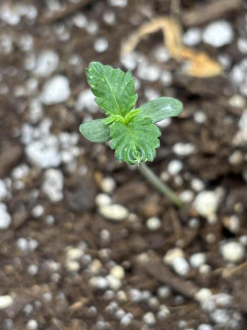 Spring ‘26. Week 0 - dirty mimosa