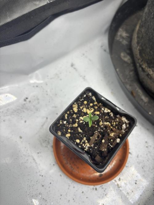 Spring ‘26. Week 1